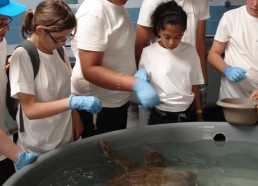 C’est la pause déjeuner pour les tortues