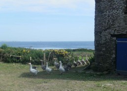 Les oies de la ferme