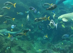 poissons du « pavillon tropical »