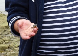 Guillaume nous explique comment différencier un crabe mâle ou d’un crabe femelle