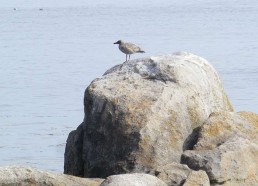 Un jeune goéland