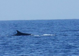 Observation de baleine dans le sanctuaire Pélagos