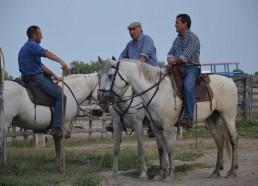 Soirée au cœur de la camargue