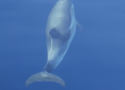 Des dauphins à l’étrave du Patriac’h 