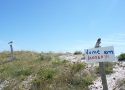 La mouette surveille les contrevenants