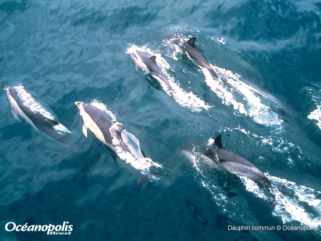 Oceanopolis dauphins