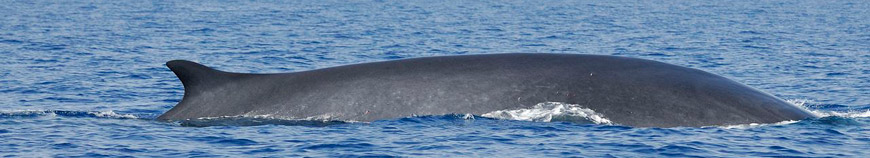 Rencontre de dauphins