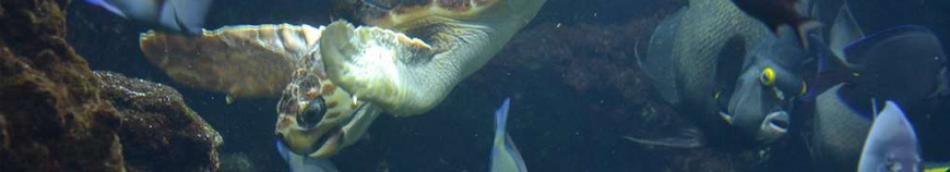 A l'aquarium de la Rochelle