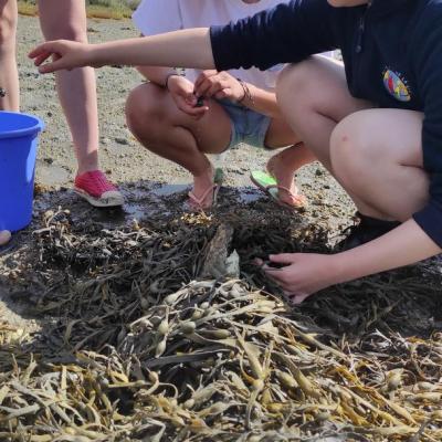 Elsa, pêcheuse professionnelle de bigorneaux