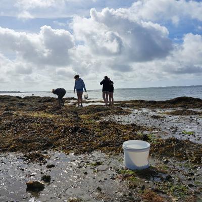 À la pêche aux algues