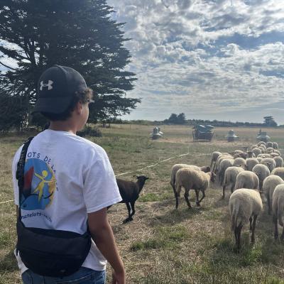 Mise en place du troupeau avec le chien Rock