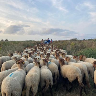 Troupeau de mouton en pleine transhumance 