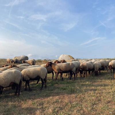 Troupeau de mouton
