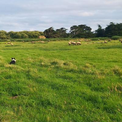 En transhumance avec le chien de la ferme d'Émilie et le troupeau