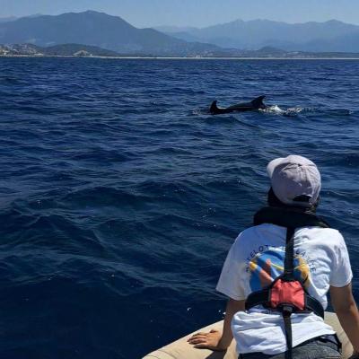 Des dauphins dans le port d’Ajaccio