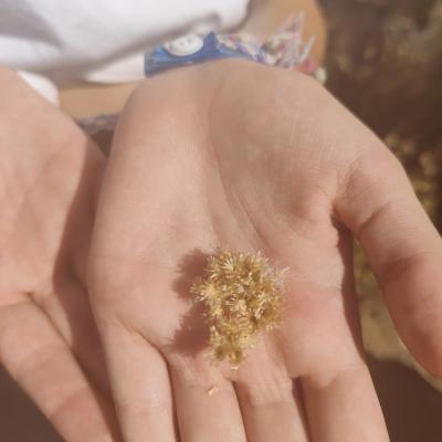 Fleur d’immortelle