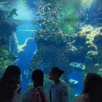 Découverte de l’aquarium à requins
