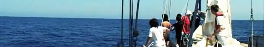 Rencontre de baleines et de dauphins